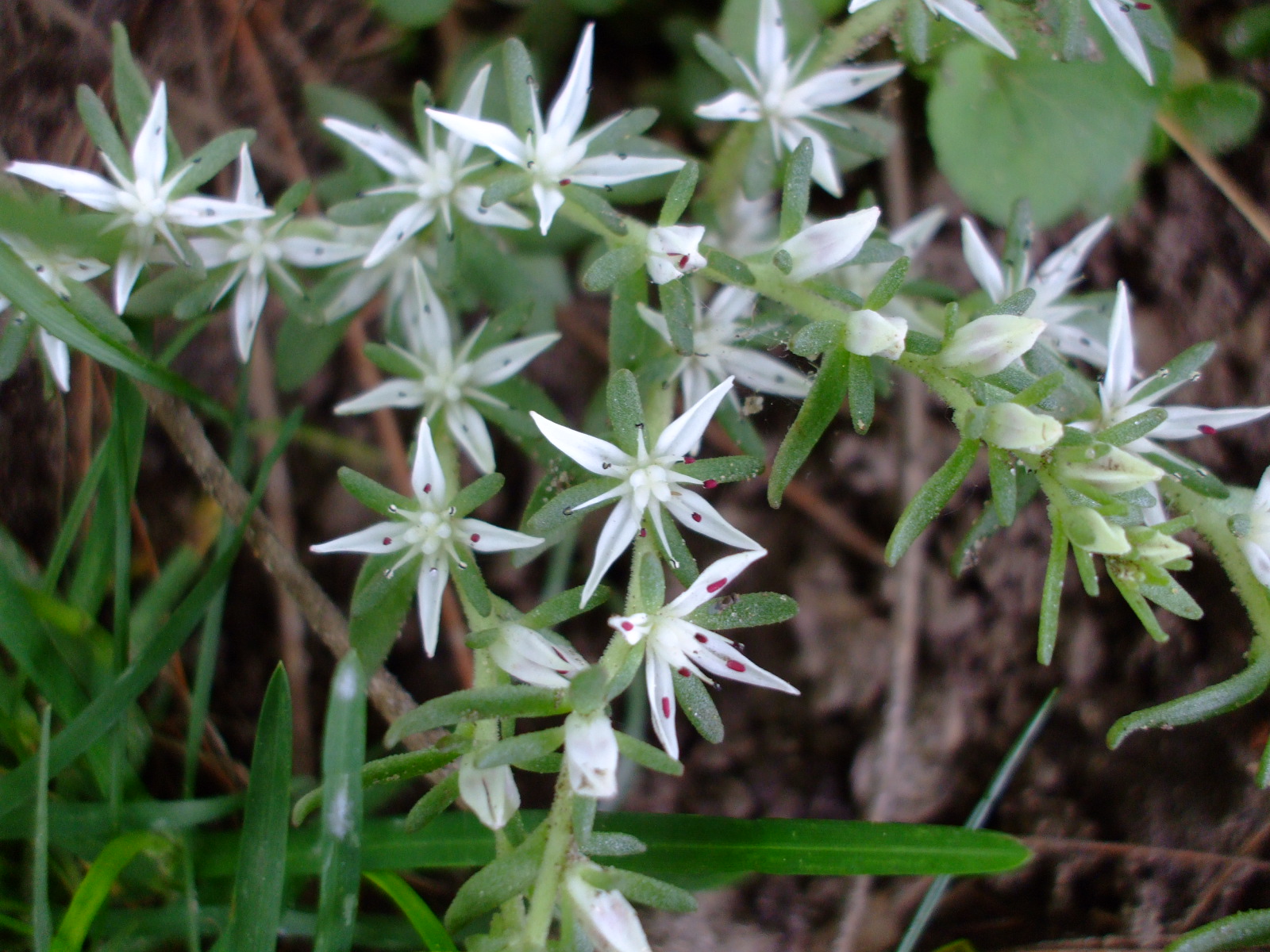 Sedum ternatum